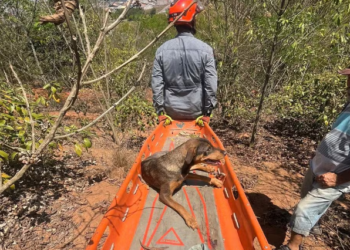 Bombeiros resgatam cadela que caiu em ribanceira de 50 metros