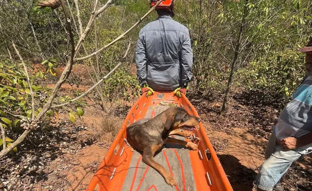 Bombeiros resgatam cadela que caiu em ribanceira de 50 metros
