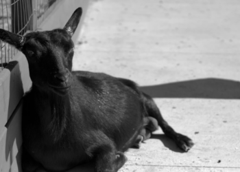 Homens que maltrataram e mataram bode como provocação contra adversários políticos são denunciados por crime ambiental