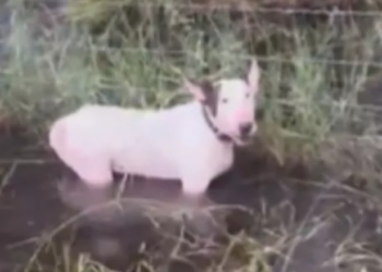 Tutor de cão abandonado amarrado na Flórida antes de furacão é preso