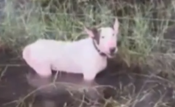 Tutor de cão abandonado amarrado na Flórida antes de furacão é preso