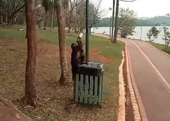 Macaco-prego é flagrado com garrafa de cerveja em parque no Paraná