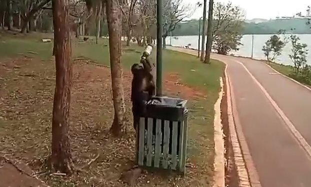 Macaco-prego é flagrado com garrafa de cerveja em parque no Paraná