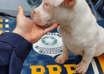 Equipe da PRF salva cão que estava perdido na BR-470