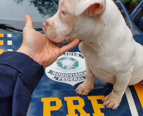 Equipe da PRF salva cão que estava perdido na BR-470