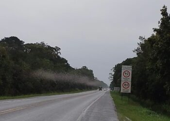 Nuvem de insetos é flagrada na PR-407 no litoral paranaense