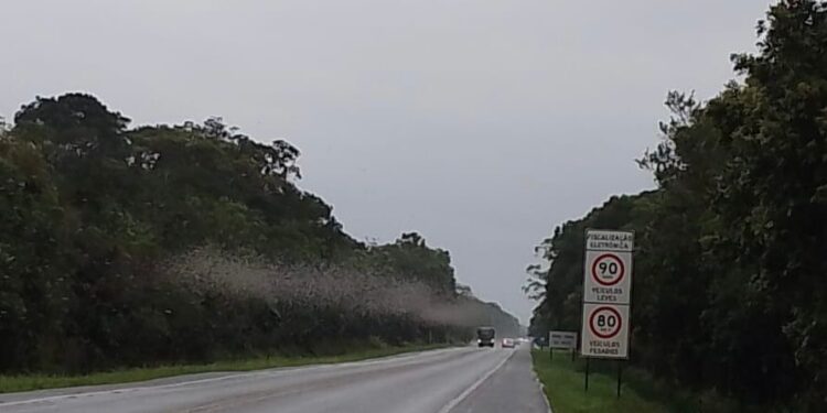 Nuvem de insetos é flagrada na PR-407 no litoral paranaense