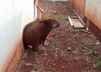 Capivara resgatada pelo IAT é devolvida à natureza