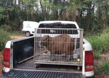 Instituto Água e Terra devolve capivara e gato-mourisco à natureza