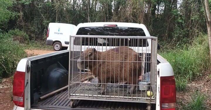 Instituto Água e Terra devolve capivara e gato-mourisco à natureza