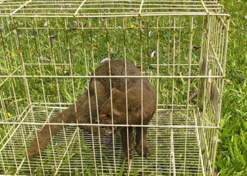 IAT devolve à natureza gato-mourisco resgatado em galinheiro de Campo Mourão