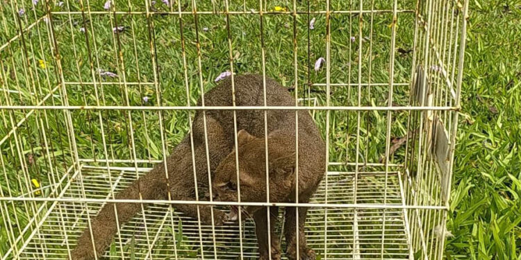 IAT devolve à natureza gato-mourisco resgatado em galinheiro de Campo Mourão