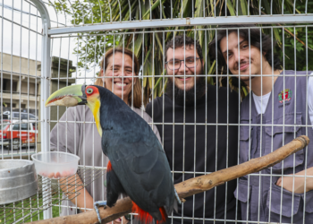Tucano com bico quebrado é salvo em Curitiba com prótese feita em impressora 3D