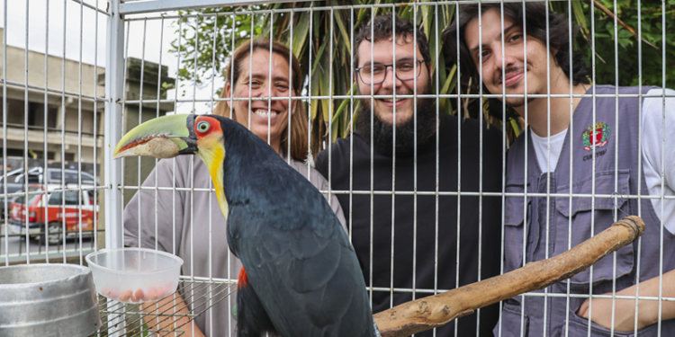 Tucano com bico quebrado é salvo em Curitiba com prótese feita em impressora 3D