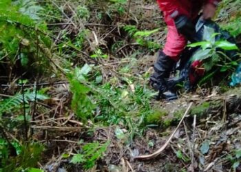 Bombeiros fazem buscas na Serra do Mar para encontrar dois jovens que desapareceram