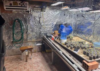 Polícia Civil desmonta esquema para produção de maconha em Piraquara