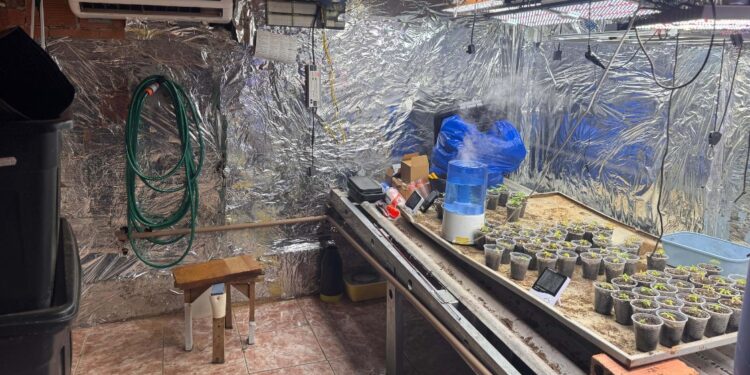 Polícia Civil desmonta esquema para produção de maconha em Piraquara