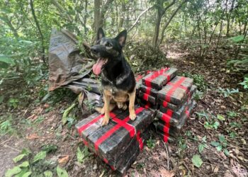 BPFRON apreende 309 kg de maconha em área rural
