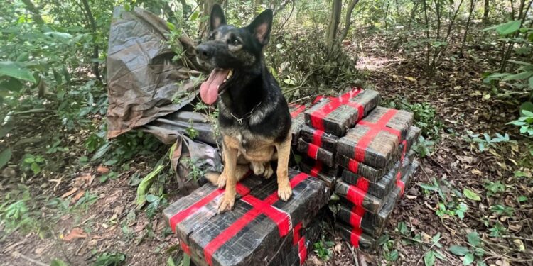 BPFRON apreende 309 kg de maconha em área rural