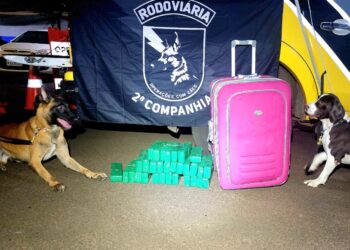 Cão farejador auxilia policiais a encontrar mala com 22 quilos de maconha em ônibus