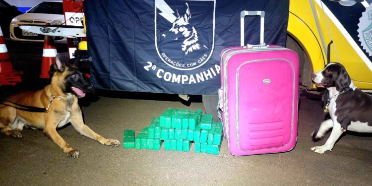 Cão farejador auxilia policiais a encontrar mala com 22 quilos de maconha em ônibus