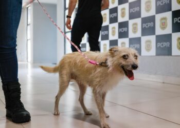 Policiais civis adotam cachorrinha que “pediu ajuda” para salvar os filhotes