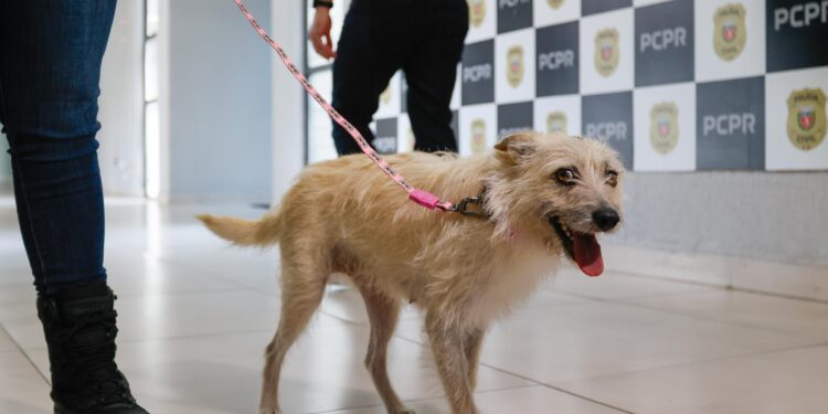 Policiais civis adotam cachorrinha que “pediu ajuda” para salvar os filhotes