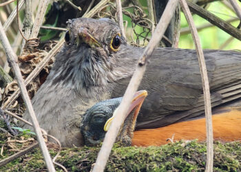 IAT orienta sobre cuidados com filhotes de aves encontrados fora do ninho
