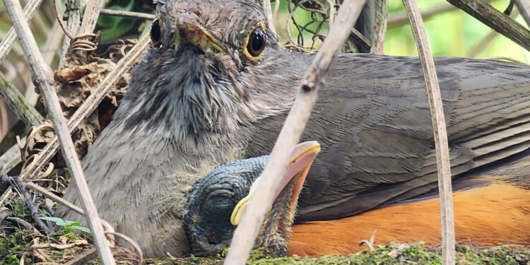 IAT orienta sobre cuidados com filhotes de aves encontrados fora do ninho