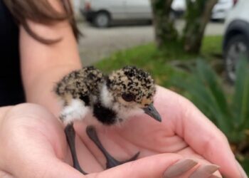 PCPR resgata quero-quero que havia caído em bueiro