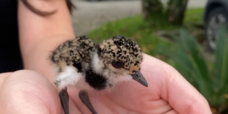 PCPR resgata quero-quero que havia caído em bueiro