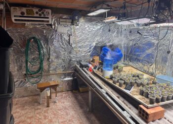 PCPR desmonta esquema para produção de maconha em Piraquara