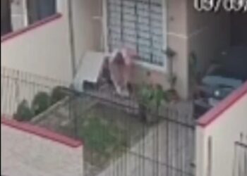 Polícia Civil cumpre mandado de busca em residência no bairro Fanny por crime de maus-tratos a animais