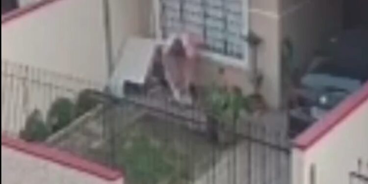 Polícia Civil cumpre mandado de busca em residência no bairro Fanny por crime de maus-tratos a animais