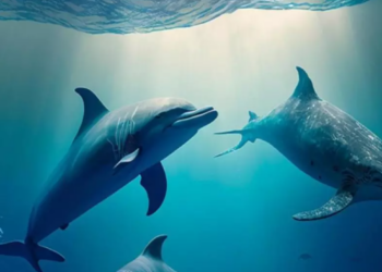 Pela primeira vez, Curitiba recebe a atração “Imerso Mar”, uma experiência  tecnológica sobre o fundo do mar