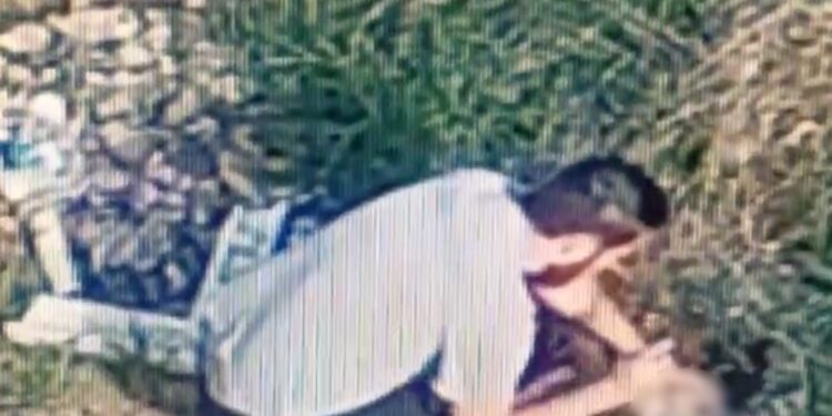 Homem é preso após matar porquinho da Índia a marteladas na região metropolitana de Curitiba