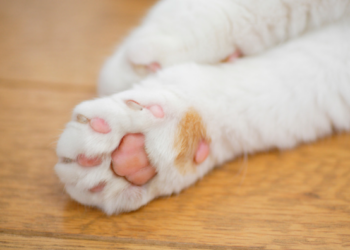 Suspeito de matar 7 gatos, homem é denunciado e preso, no Paraná