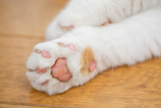 Suspeito de matar 7 gatos, homem é denunciado e preso, no Paraná