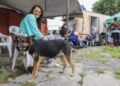 Está em Curitiba? Saiba as datas dos primeiros mutirões de castração gratuita de cães e gatos da Prefeitura