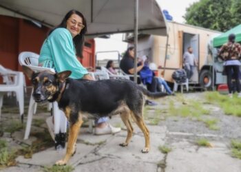 Está em Curitiba? Saiba as datas dos primeiros mutirões de castração gratuita de cães e gatos da Prefeitura