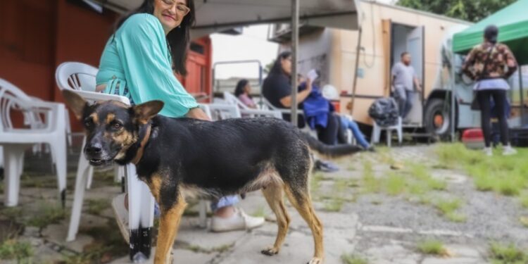 Está em Curitiba? Saiba as datas dos primeiros mutirões de castração gratuita de cães e gatos da Prefeitura
