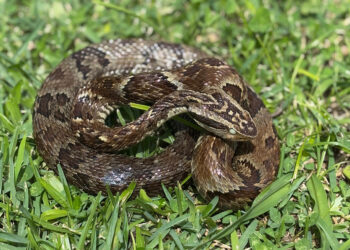 Secretaria da Saúde alerta para cuidados com animais peçonhentos durante o verão