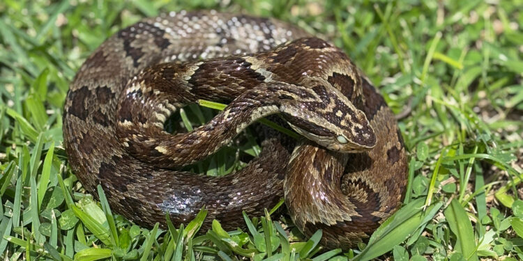 Secretaria da Saúde alerta para cuidados com animais peçonhentos durante o verão