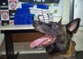 Núcleo de Operações com Cães da DENARC encontra mala com maconha em terminal rodoviário