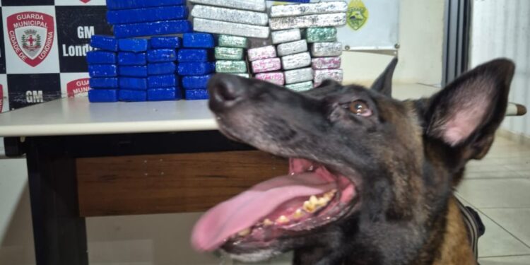 Núcleo de Operações com Cães da DENARC encontra mala com maconha em terminal rodoviário