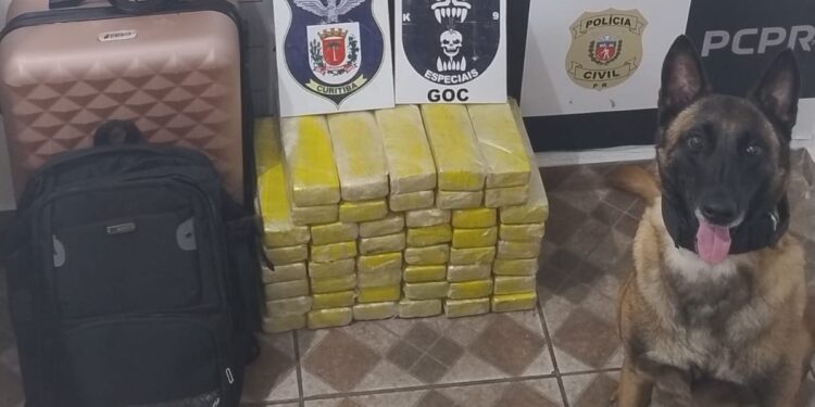 Adolescente é apreendida com quase 35 quilos de maconha na Rodoferroviária de Curitiba