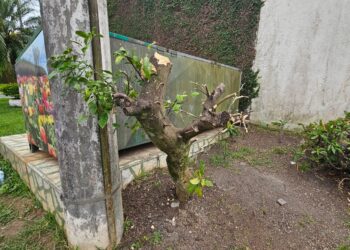 Corte de limoeiro revolta moradores no Boqueirão