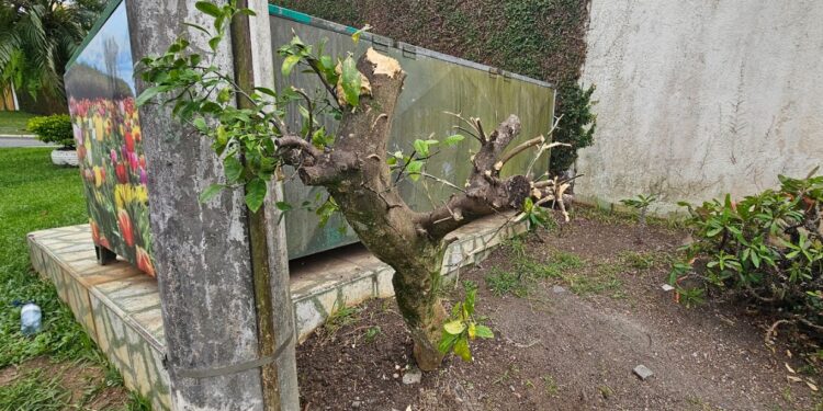 Corte de limoeiro revolta moradores no Boqueirão