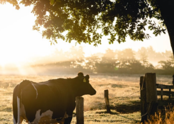 Homem morre após levar coice de vaca, ele é suspeito de tentar praticar zoofilia com o animal