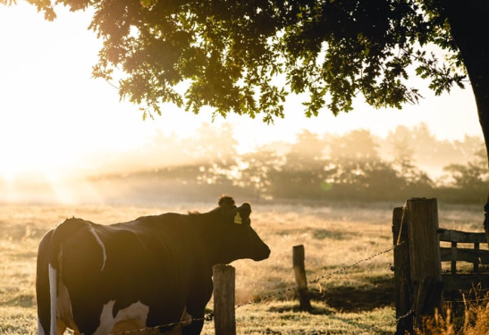 Homem morre após levar coice de vaca, ele é suspeito de tentar praticar zoofilia com o animal
